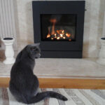 The cat likes it