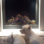 Warm cosy poochies