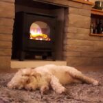 The dog loves it