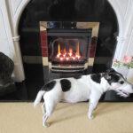 Ultimate dog warmer