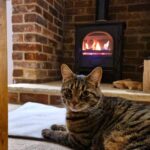 Cosy cat
